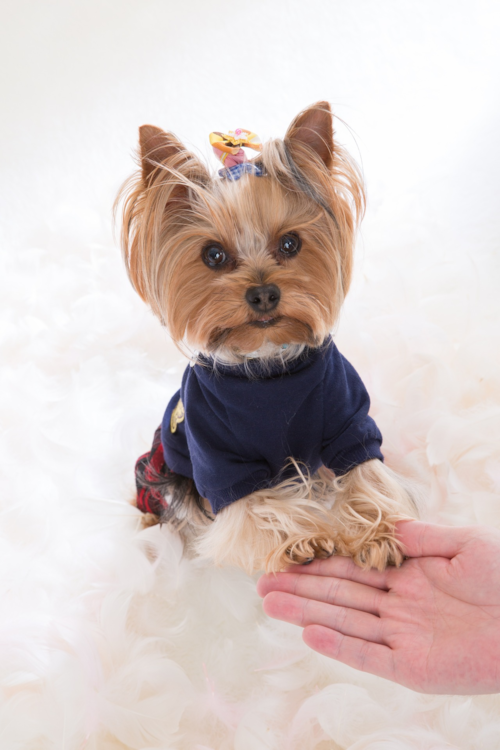tan yorkie wearing an outfit in a white background